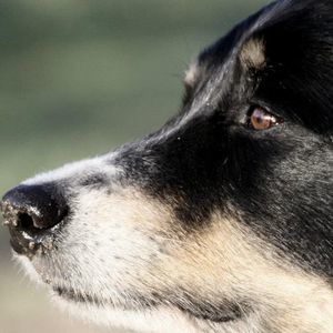 Meet your Posher, Terry